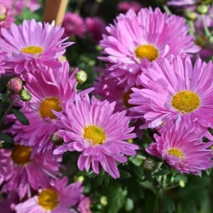 Хризантема Звезда Подмосковья