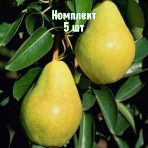 Комплект 5шт / Груша Тютчевская