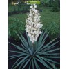 Саженцы юкки Нитчатой (Yucca filamentosa)  -  комплект 5 шт.