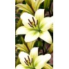 Луковица лилии Курьер (Courier )