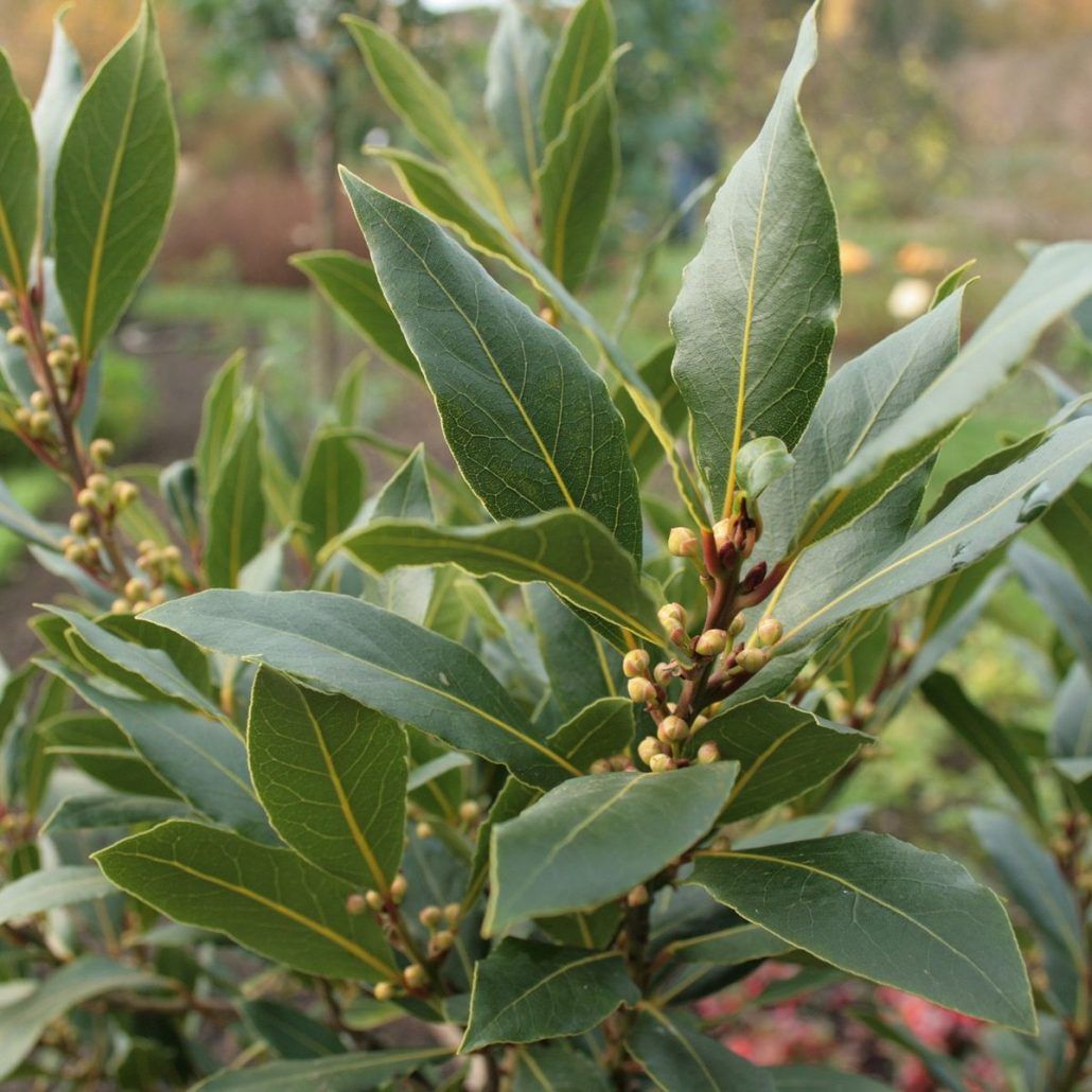 Купить лавр благородный (Laurus nobilis) в горшке в Славянске-на-Кубани по  цене 880 ₽ по акции